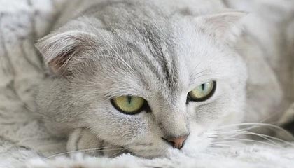 九游游戏-河北五超·微视频丨“河北五超”秦皇岛队对阵沧州队比赛前，两队互送当地特色礼品